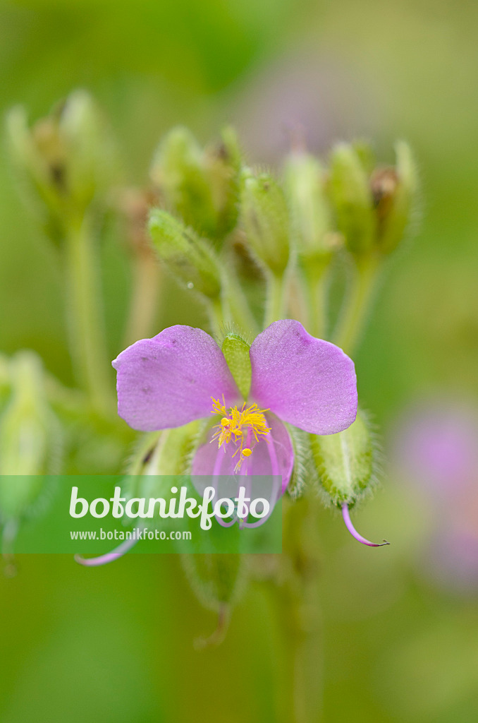 549059 - Widow's tears (Tinantia erecta)