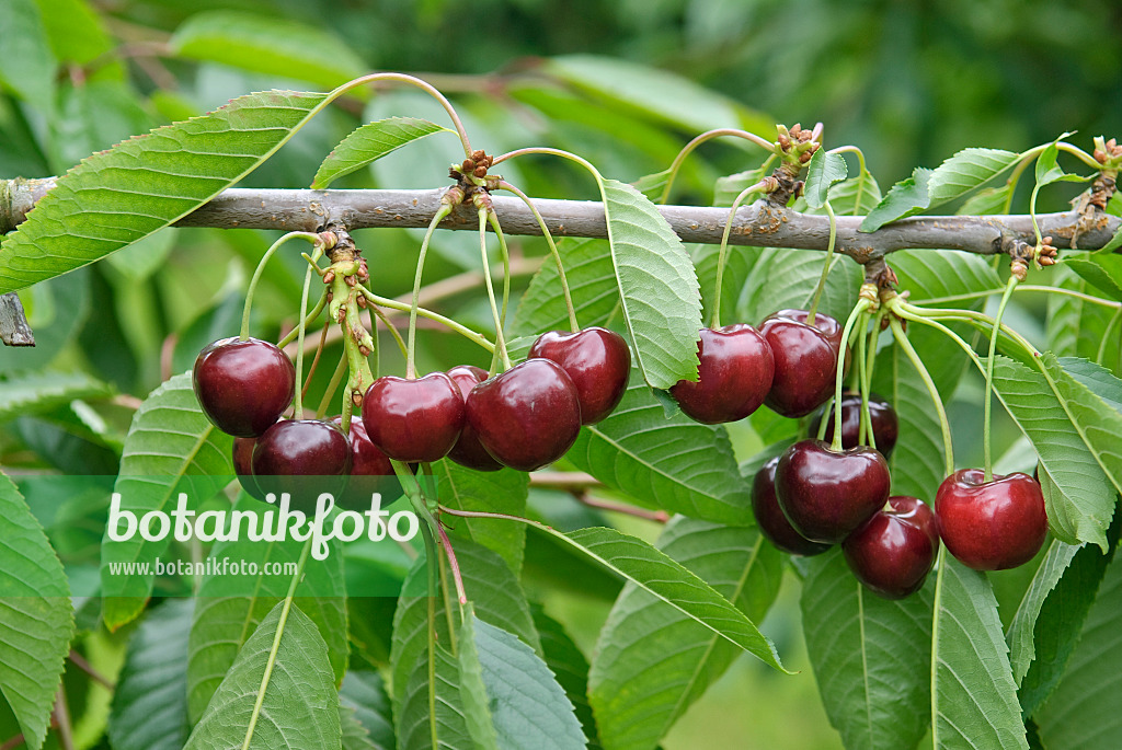 502356 - Wild cherry (Prunus avium 'Schneiders Späte Knorpel')