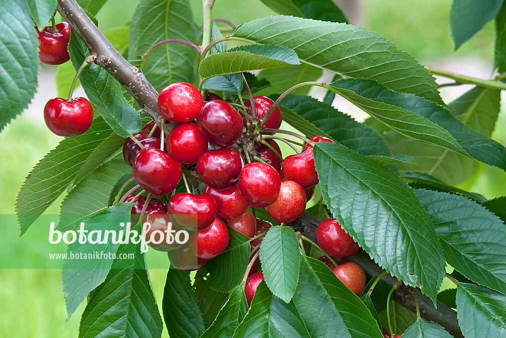 502358 - Wild cherry (Prunus avium 'Skeena')