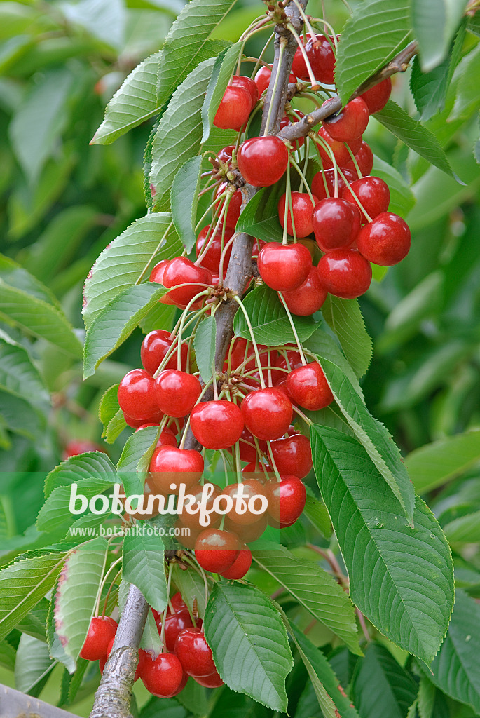 502359 - Wild cherry (Prunus avium 'Sue')