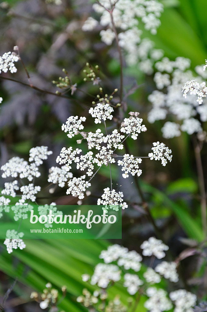 485017 - Wild chervil (Anthriscus sylvestris 'Ravenswing')