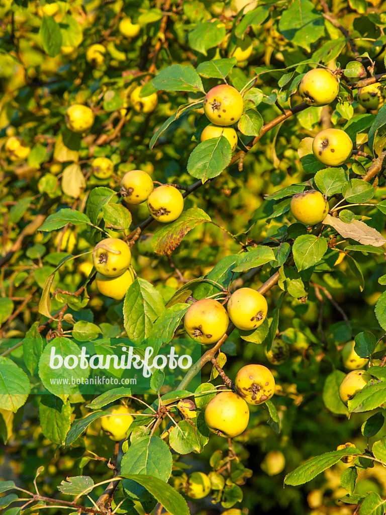 429131 - Wild crab apple (Malus sylvestris)