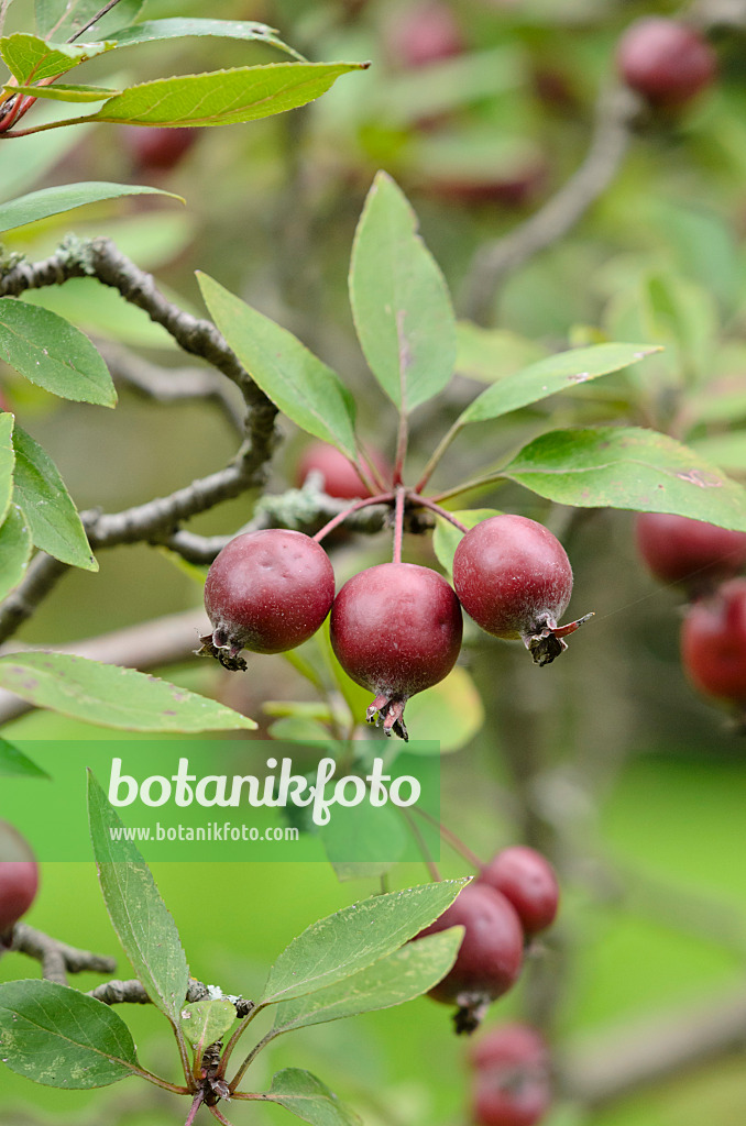 535448 - Wild crab apple (Malus sylvestris var. niedzwetzkyana)