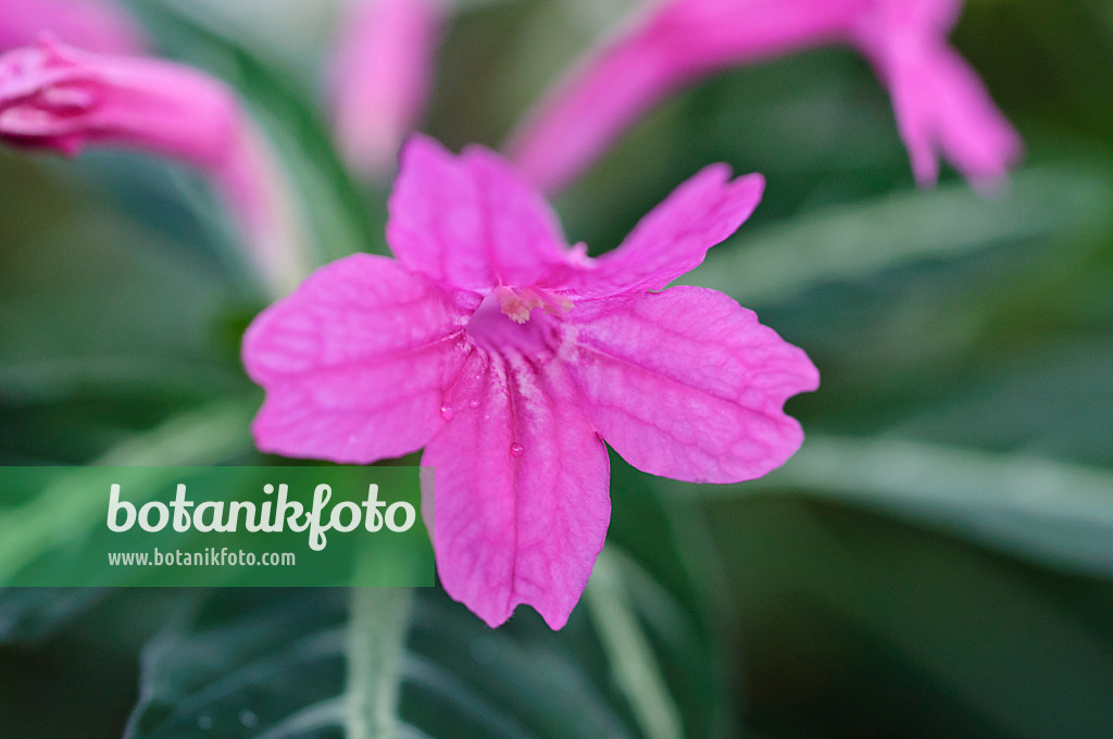 492002 - Wild petunia (Ruellia portellae)