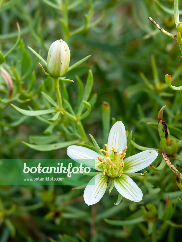 450068 - Wild rue (Peganum harmala)