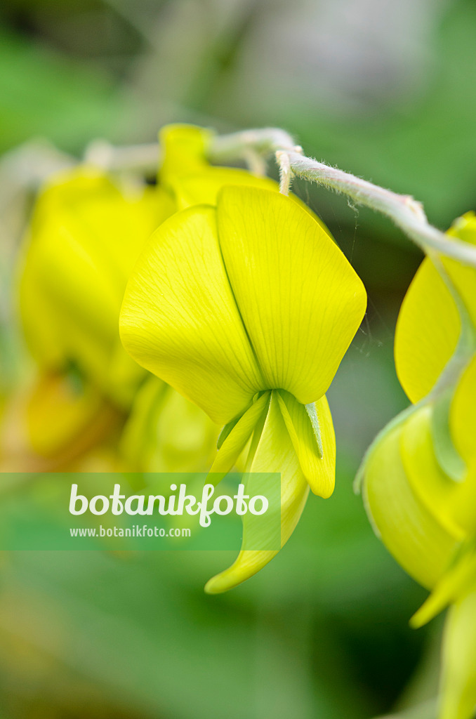 533507 - Wild sunhemp (Crotalaria laburnifolia)