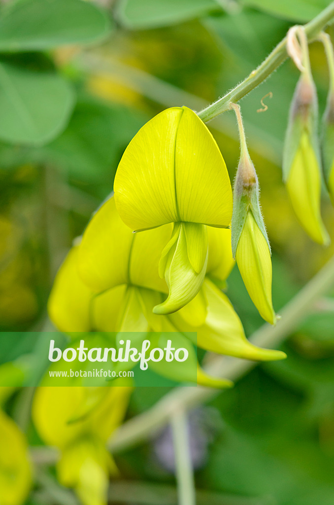 533508 - Wild sunhemp (Crotalaria laburnifolia)