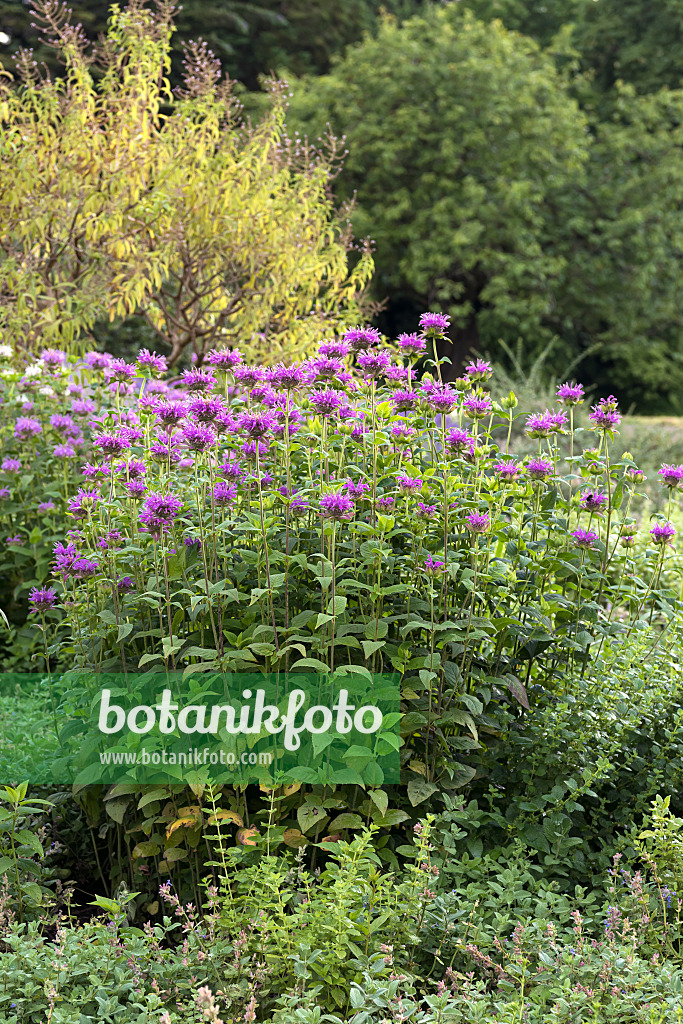 651398 - Wilde Indianernessel (Monarda fistulosa 'Blaustrumpf')