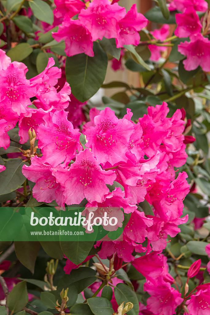 664363 - William's rhododendron (Rhododendron williamsianum 'August Lamken')