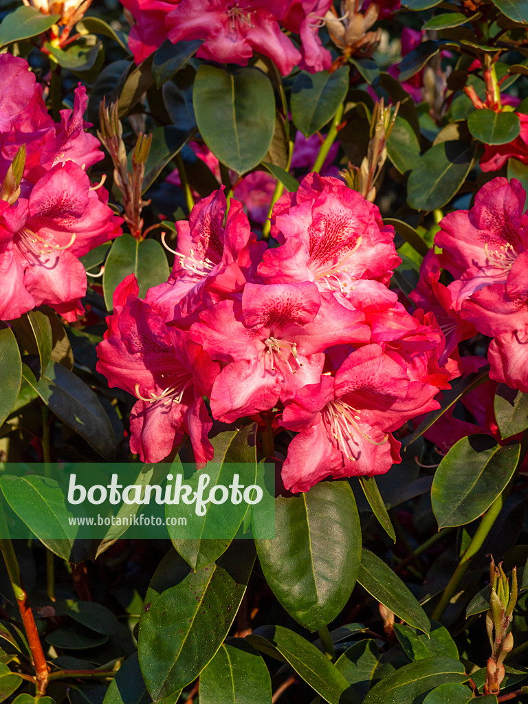 460069 - William's rhododendron (Rhododendron williamsianum 'Lissabon')