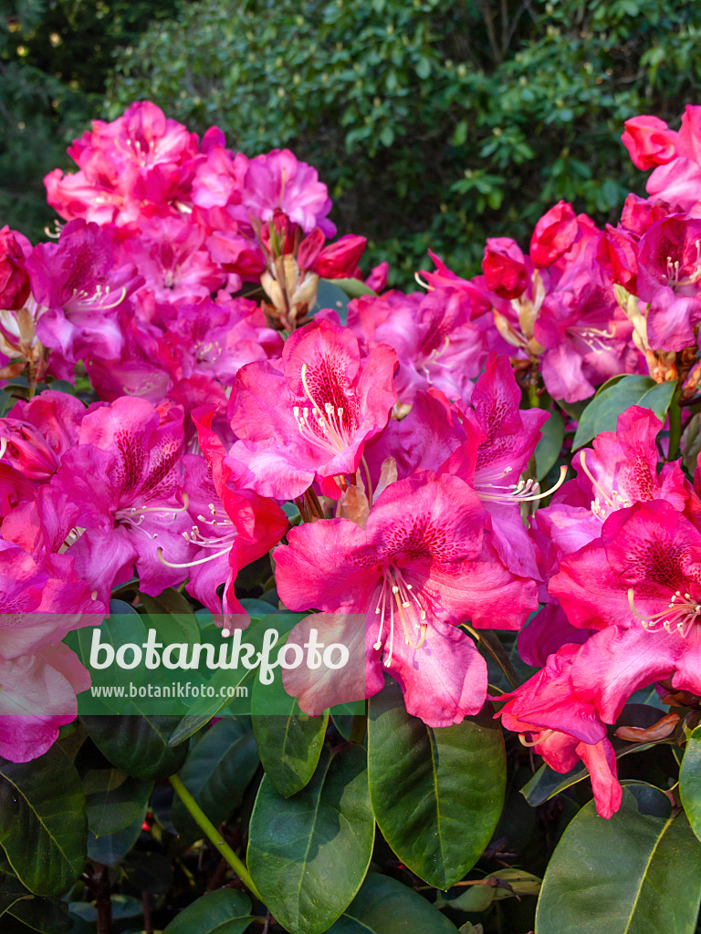460070 - William's rhododendron (Rhododendron williamsianum 'Lissabon')