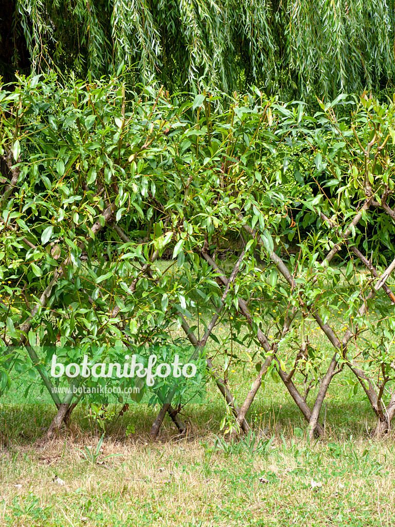 463046 - Willow fence