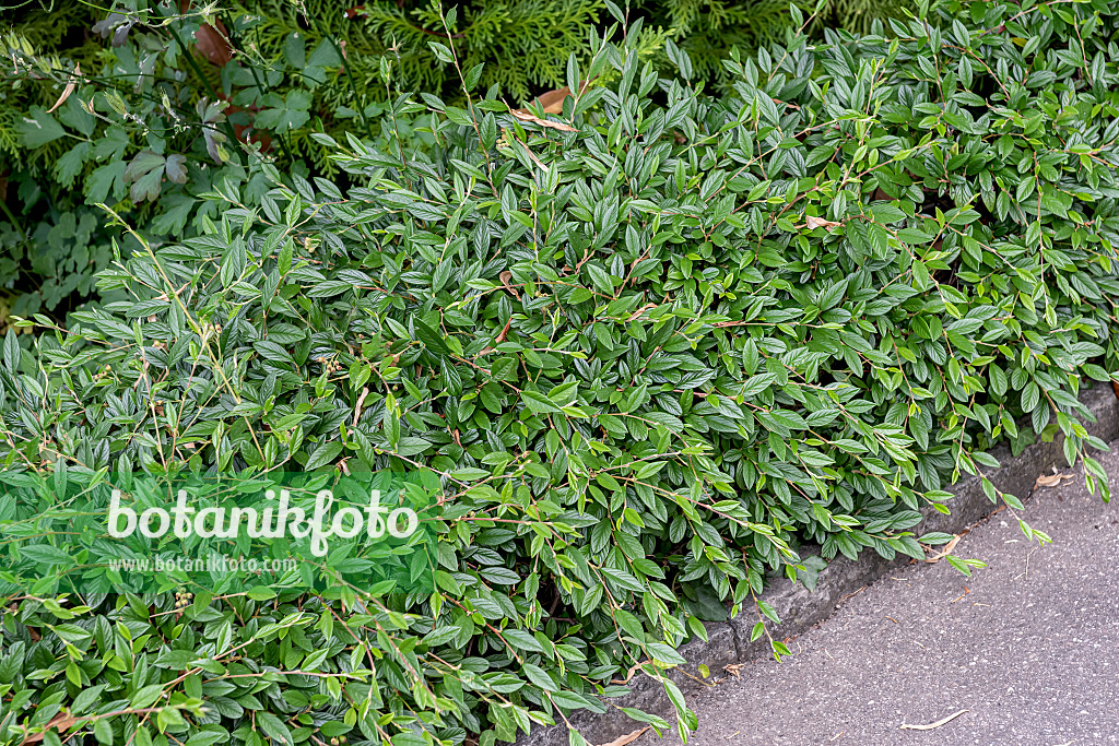 616203 - Willow-leaved cotoneaster (Cotoneaster salicifolius 'Parkteppich')