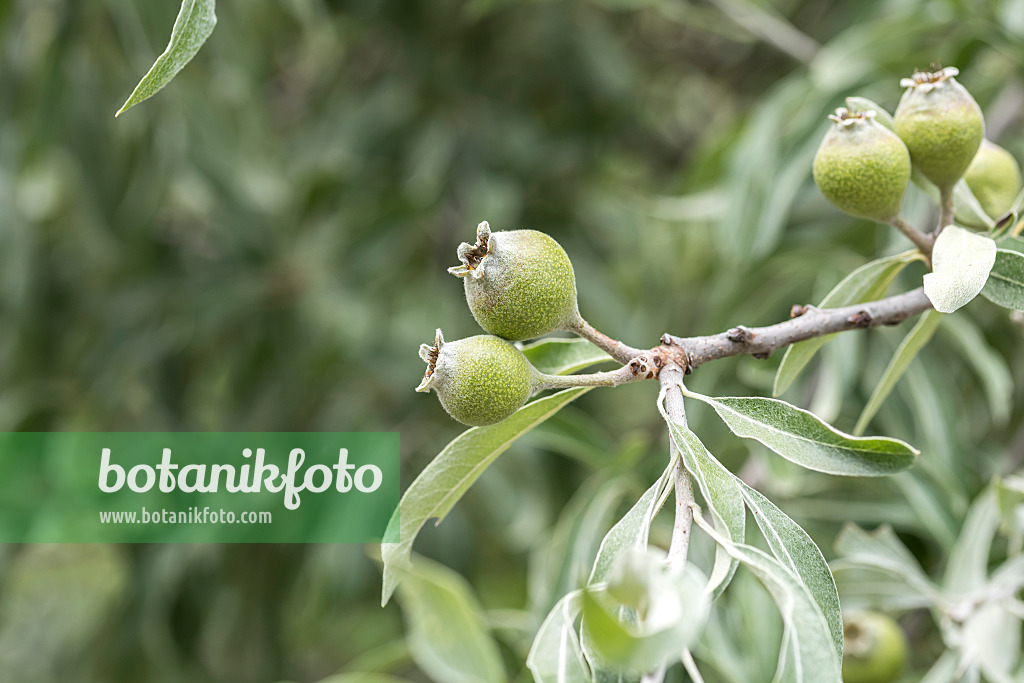 638216 - Willow-leaved pear (Pyrus salicifolia)