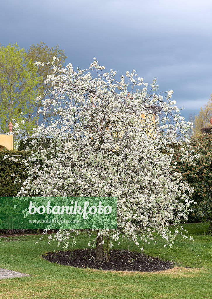 664362 - Willow-leaved pear (Pyrus salicifolia)