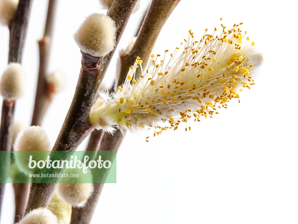434020 - Willow (Salix)
