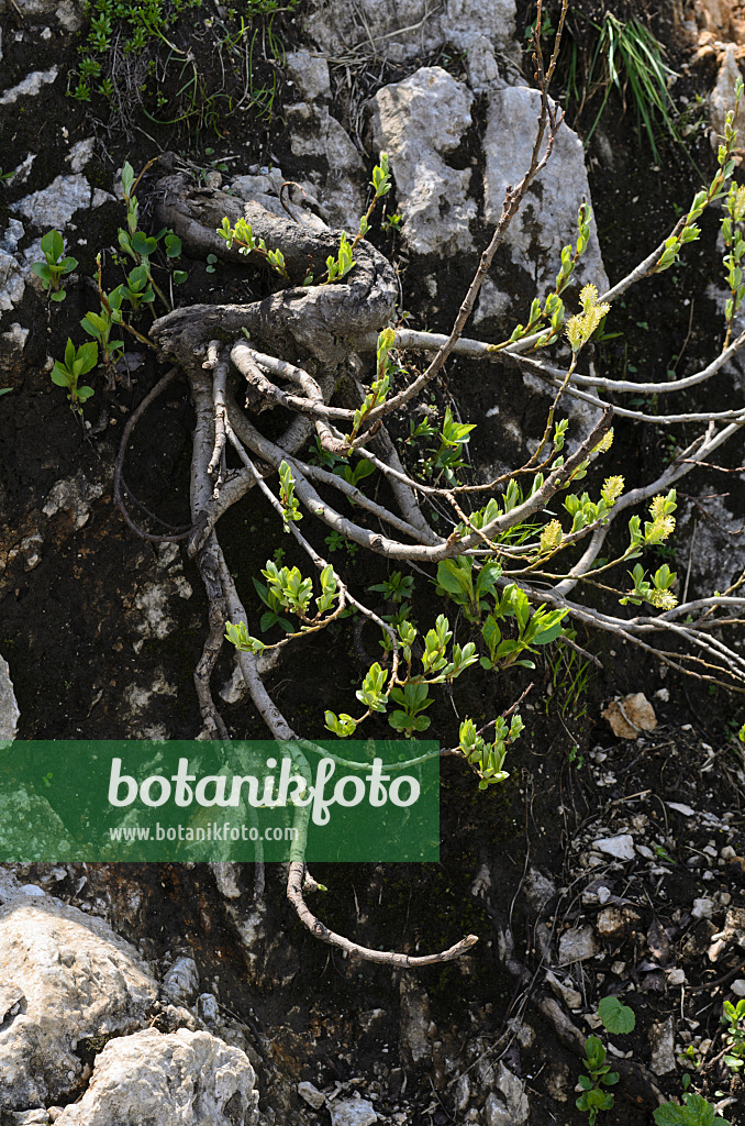 497044 - Willow (Salix)