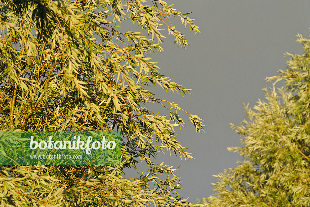 524114 - Willow (Salix)