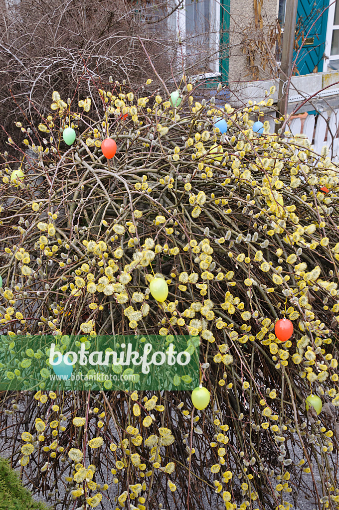 470070 - Willow (Salix) with Easter eggs