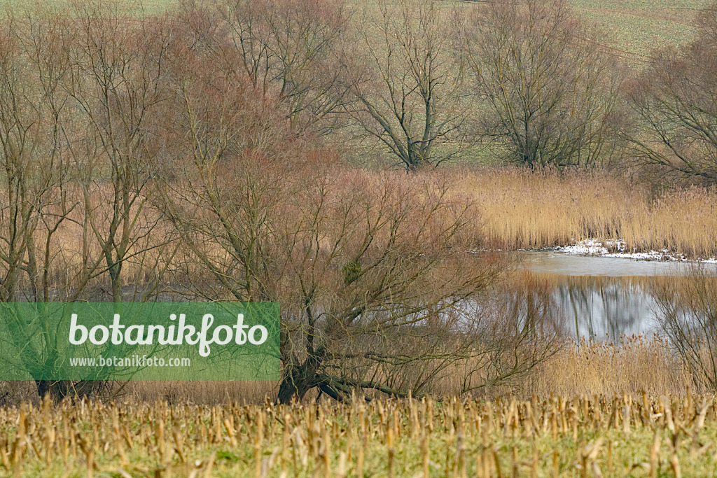 553112 - Willows (Salix) and common reed (Phragmites australis) at a pond, Brandenburg, Germany