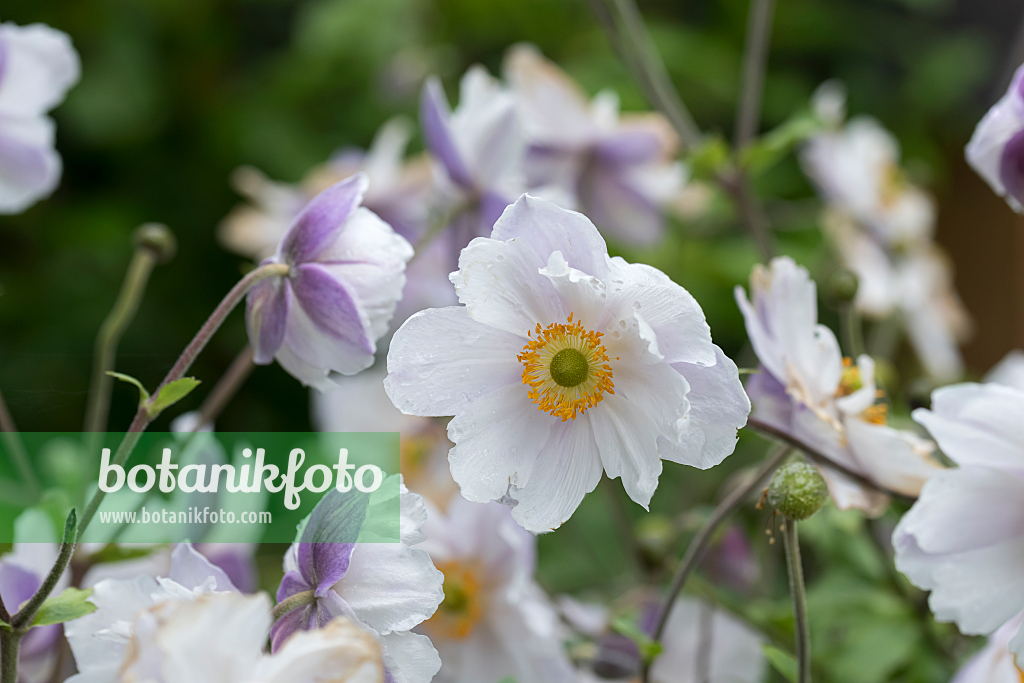 664038 - Windflower (Anemone x hybrida 'Dreaming Swan')