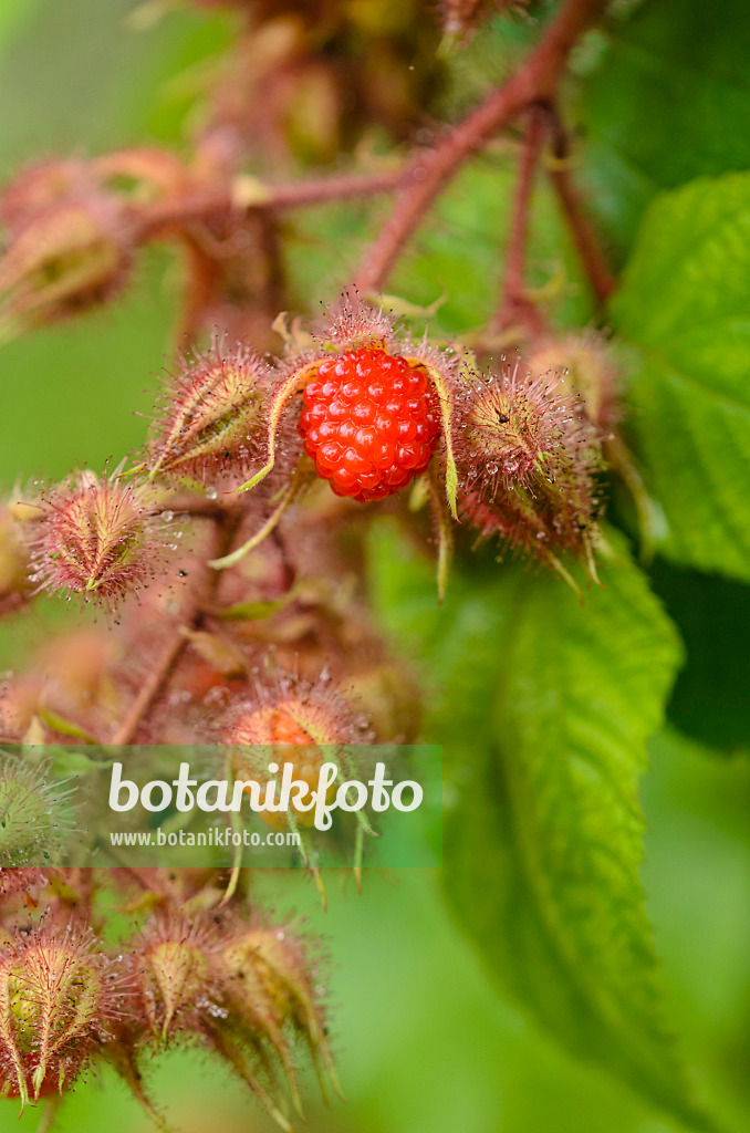 534366 - Wineberry (Rubus phoenicolasius)