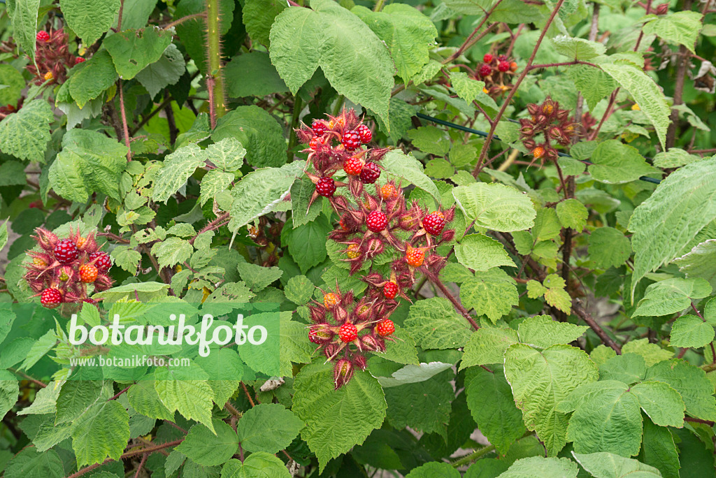 558339 - Wineberry (Rubus phoenicolasius)
