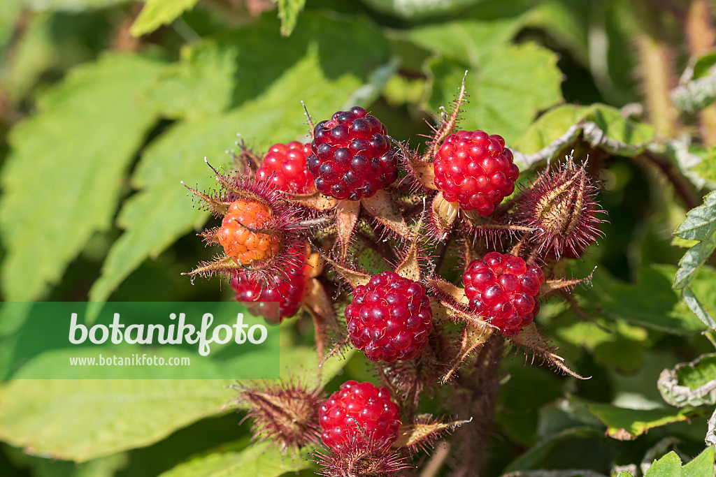 635156 - Wineberry (Rubus phoenicolasius)