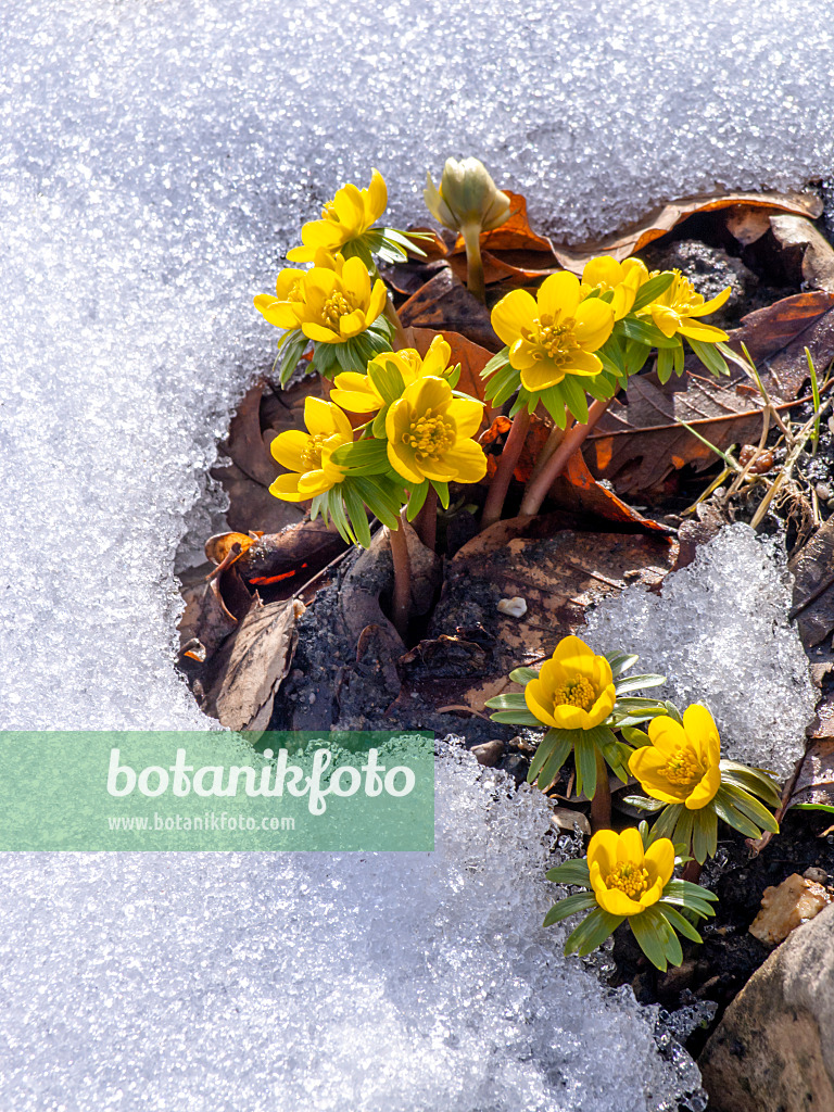 435178 - Winter aconite (Eranthis hyemalis)
