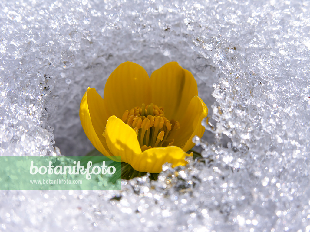 435187 - Winter aconite (Eranthis hyemalis)
