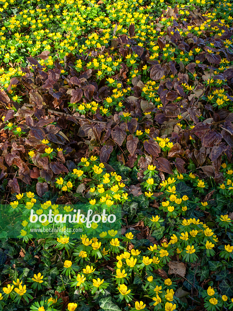 457002 - Winter aconite (Eranthis hyemalis)