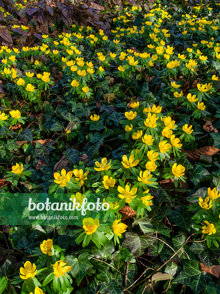457003 - Winter aconite (Eranthis hyemalis)