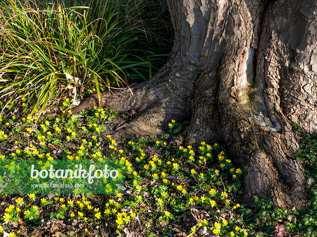 457005 - Winter aconite (Eranthis hyemalis)