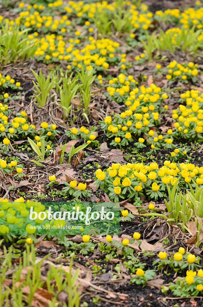 529134 - Winter aconite (Eranthis hyemalis) and day lily (Hemerocallis)