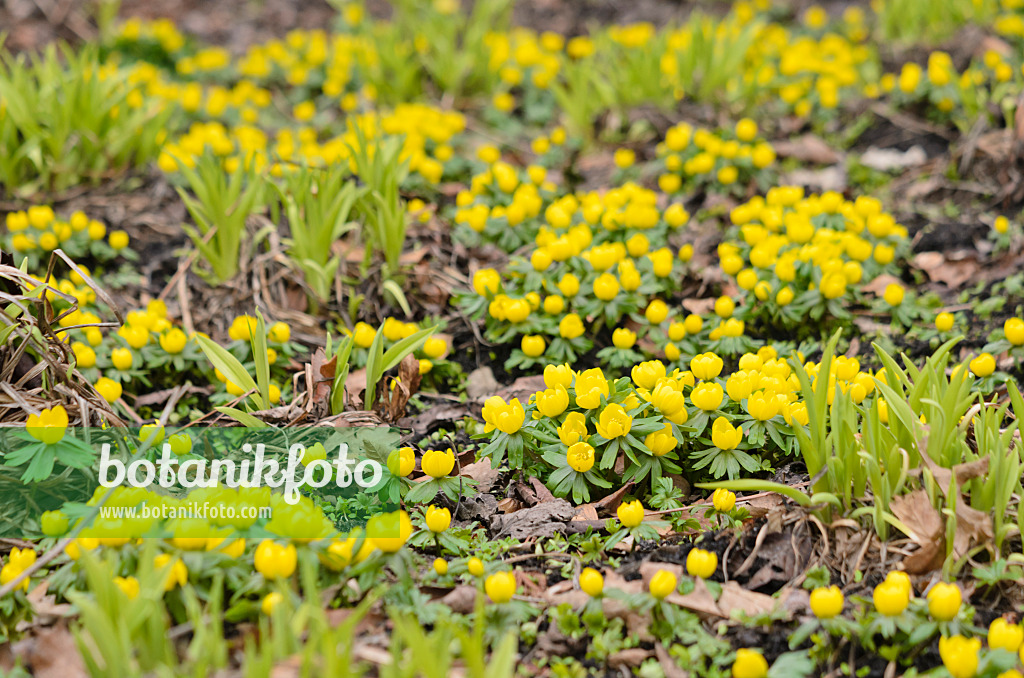 529135 - Winter aconite (Eranthis hyemalis) and day lily (Hemerocallis)