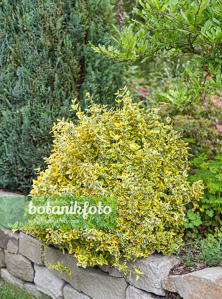 651249 - Winter creeper (Euonymus fortunei 'Emerald'n Gold')