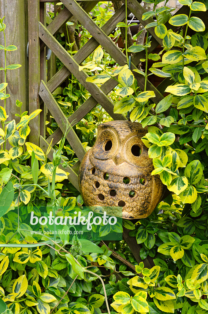 474141 - Winter creeper (Euonymus fortunei 'Emerald'n Gold') with owl figure