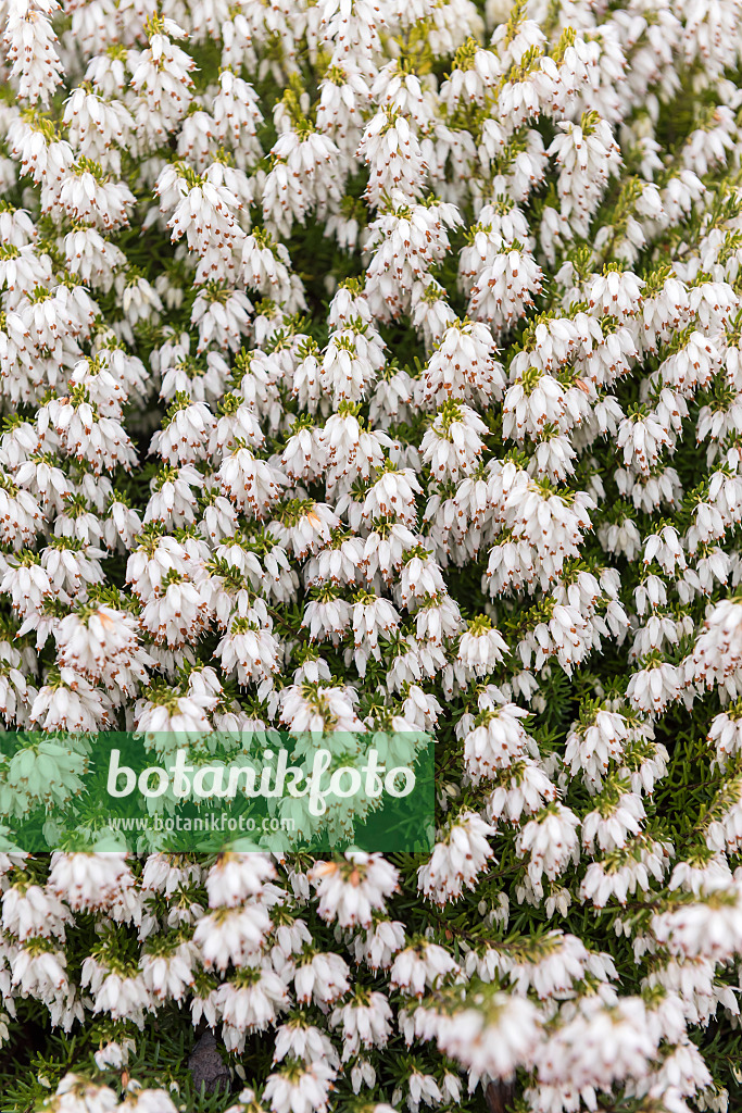 616207 - Winter heather (Erica carnea 'Snow Queen' syn. Erica herbacea 'Snow Queen')