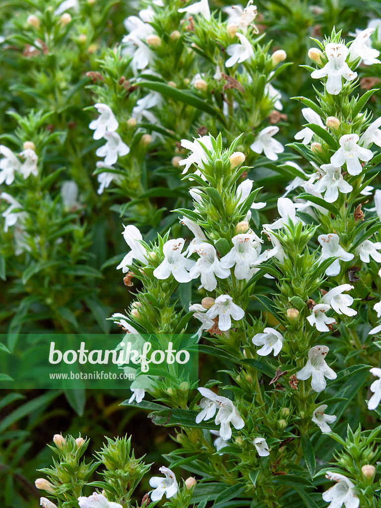 462202 - Winter savory (Satureja montana)