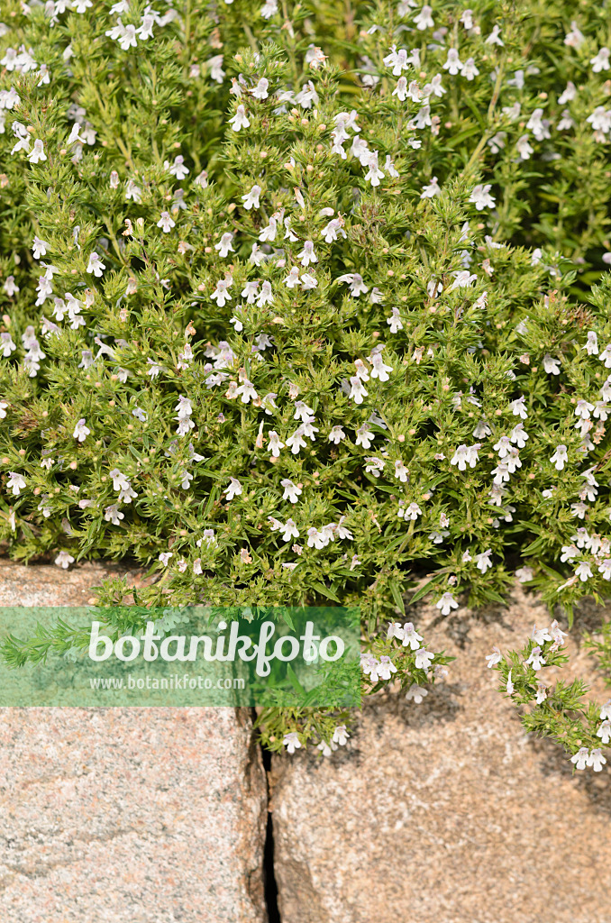 523171 - Winter savory (Satureja montana)