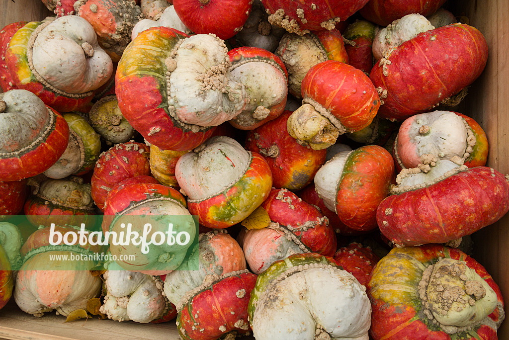 672008 - Winter squash (Cucurbita maxima 'Bischofsmütze')