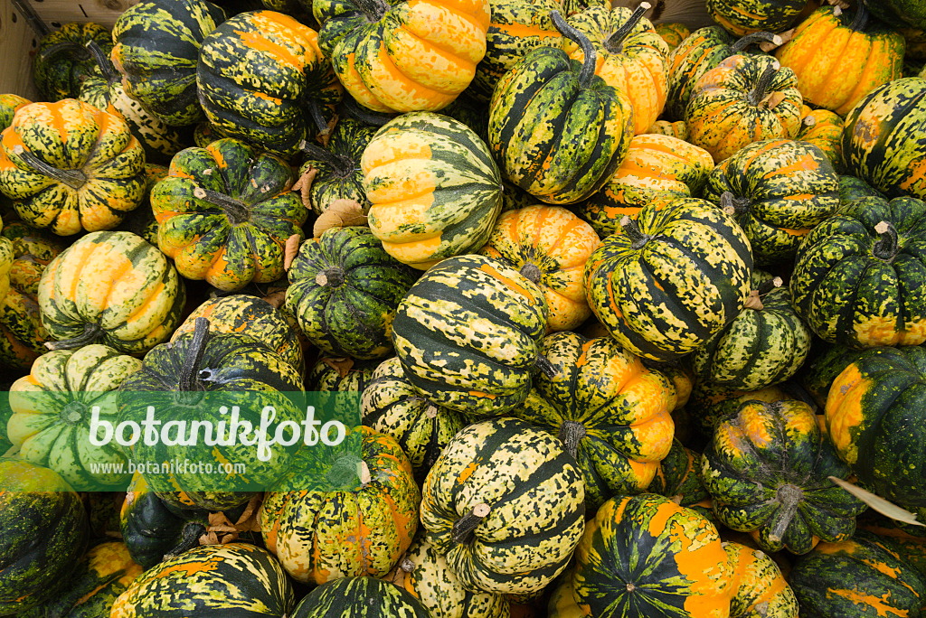 672009 - Winter squash (Cucurbita maxima 'Carnival')