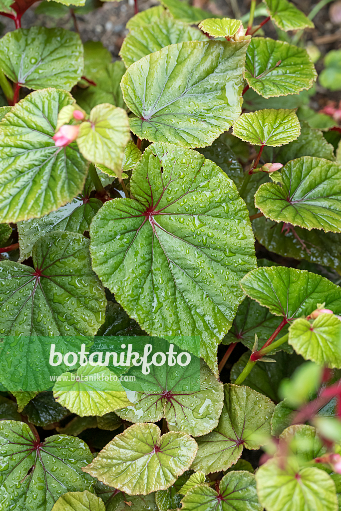 664051 - Winterharte Begonie (Begonia grandis var. evansiana)