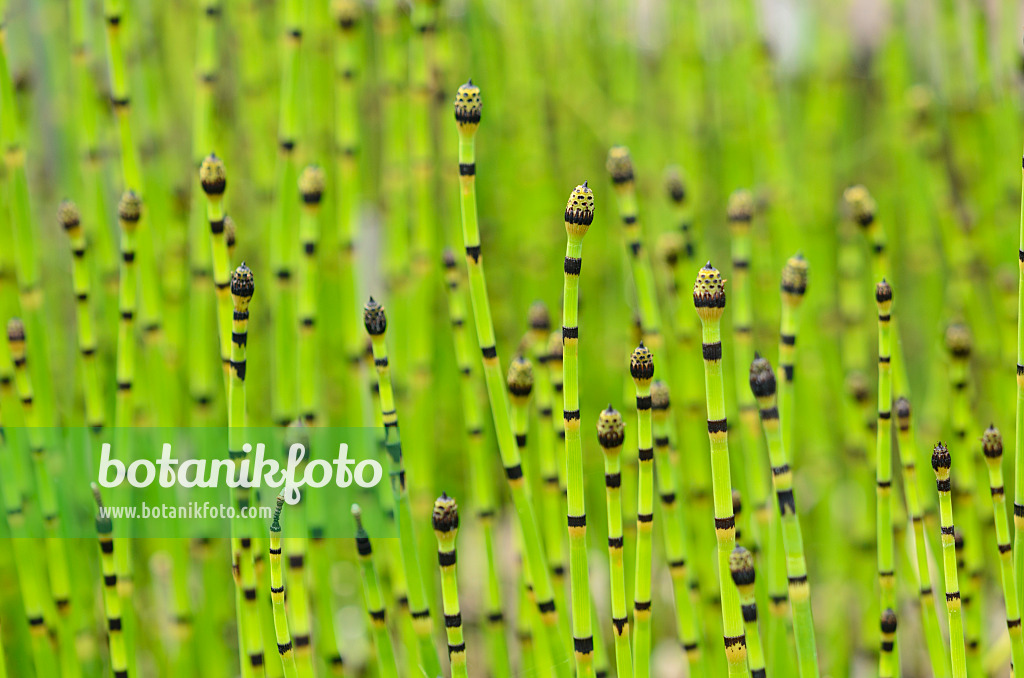 521181 - Winterschachtelhalm (Equisetum hyemale)