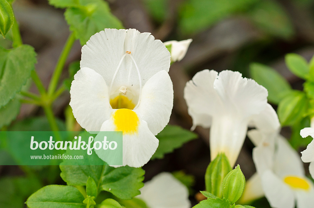 474214 - Wishbone flower (Torenia fournieri 'White Moon')