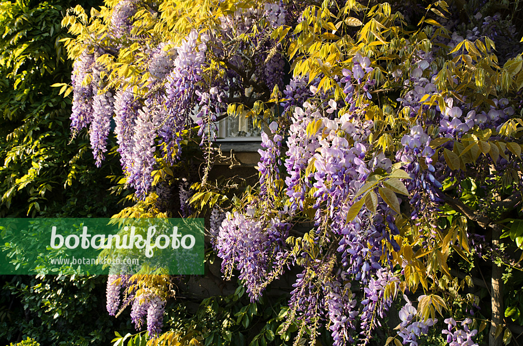496022 - Wisteria (Wisteria)