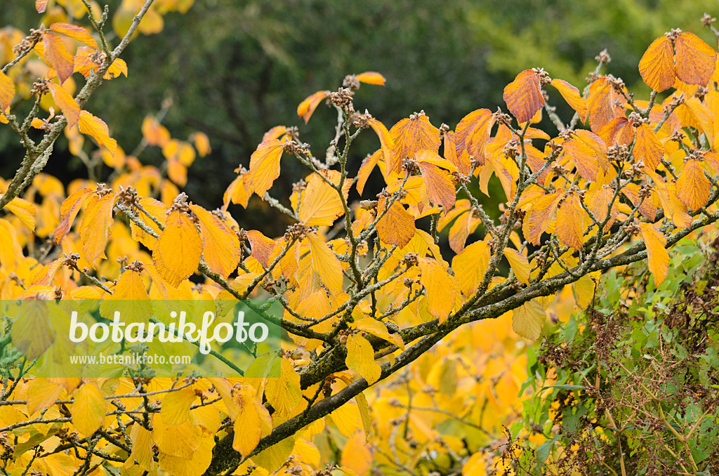 549055 - Witch hazel (Hamamelis)