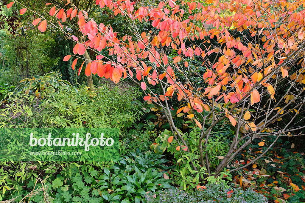 477038 - Witch hazel (Hamamelis) with red foliage