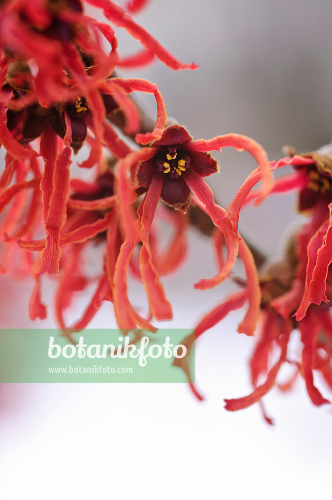 469013 - Witch hazel (Hamamelis x intermedia 'Feuerzauber')
