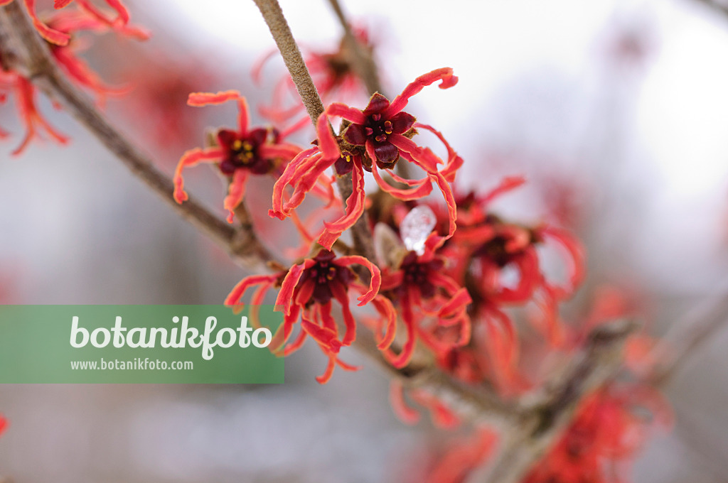469014 - Witch hazel (Hamamelis x intermedia 'Feuerzauber')